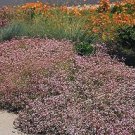 50 PCS Seeds Rare Red Creeping Baby's Breath Flower