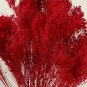 50 PCS Seeds Rare Red Creeping Baby's Breath Flower