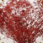 50 PCS Seeds Rare Red Creeping Baby's Breath Flower