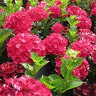 15 PCS Seeds Rare Red Hydrangea Mother