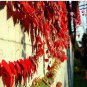10 PCS Seeds Rare Red Ivy Creeper Leaves Heirloom