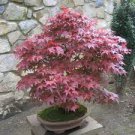60 PCS Seeds Rare Red Japanese Maple Seeds Acer (Palmatum atropurpureum) Bonsai 60 PCS Seeds Rare Red Japanese Maple Seeds Acer (Palmatum atropurpureum) Bonsai