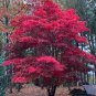 60 PCS Seeds Rare Red Japanese Maple Seeds Acer (Palmatum atropurpureum) Bonsai