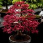 60 PCS Seeds Rare Red Japanese Maple Seeds Acer (Palmatum atropurpureum) Bonsai