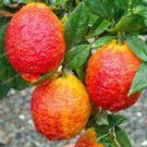30 PCS Seeds Rare Red Lemon Tree 30 PCS Seeds Rare Red Lemon Tree
