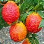 30 PCS Seeds Rare Red Lemon Tree
