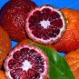 30 PCS Seeds Rare Red Lemon Tree