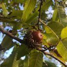 10 PCS Seeds Rare Red Oak Tree Seeds Bonsai Seeds Quercus Alba Acorns 10 PCS Seeds Rare Red Oak Tree Seeds Bonsai Seeds Quercus Alba Acorns