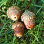 10 PCS Seeds Rare Red Oak Tree Seeds Bonsai Seeds Quercus Alba Acorns
