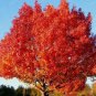10 PCS Seeds Rare Red Oak Tree Seeds Bonsai Seeds Quercus Alba Acorns