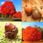 10 PCS Seeds Rare Red Oak Tree Seeds Bonsai Seeds Quercus Alba Acorns