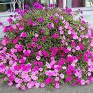 200 PCS Seeds Rare Red Pink White Climbing Petunia Flower 200 PCS Seeds Rare Red Pink White Climbing Petunia Flower