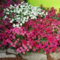 200 PCS Seeds Rare Red Pink White Climbing Petunia Flower