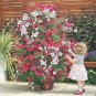 200 PCS Seeds Rare Red Pink White Climbing Petunia Flower