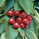 5 PCS Seeds Rare Red Sweet Cherry Fruit Plant 5 PCS Seeds Rare Red Sweet Cherry Fruit Plant