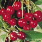 5 PCS Seeds Rare Red Sweet Cherry Fruit Plant