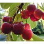 5 PCS Seeds Rare Red Sweet Cherry Fruit Plant