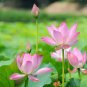 1 PCS Seeds Rare Red White Long Small Nelumbo Nucifera Lotus Bonsai