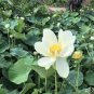1 PCS Seeds Rare Red White Long Small Nelumbo Nucifera Lotus Bonsai