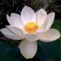 1 PCS Seeds Rare Red White Long Small Nelumbo Nucifera Lotus Bonsai