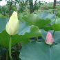 1 PCS Seeds Rare Red White Long Small Nelumbo Nucifera Lotus Bonsai