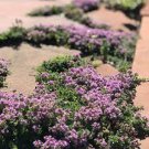 100 PCS Seeds Rare Rock Cress Bonsai Climbing Plant