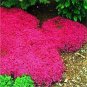 100 PCS Seeds Rare Rock Cress Bonsai Climbing Plant