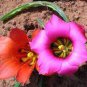 3 PCS Seeds Rare Romulea amoena Seeds South African Crocus