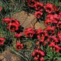 3 PCS Seeds Rare Romulea amoena Seeds South African Crocus