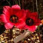 3 PCS Seeds Rare Romulea amoena Seeds South African Crocus