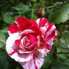 50 PCS Seeds Rare Rose Perennial Flowers
