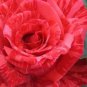 50 PCS Seeds Rare Rose Perennial Flowers