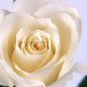 50 PCS Seeds Rare Rose Perennial Flowers