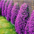 205 PCS Seeds rare ROCK cress Seeds Climbing plant Creeping Thyme