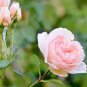 300 PCS Seeds Rare Rose Tree Rosa Flower Mini Climbing Rose Tree Mini Colorful Bonsai