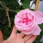 300 PCS Seeds Rare Rose Tree Rosa Flower Mini Climbing Rose Tree Mini Colorful Bonsai
