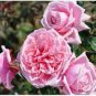 300 PCS Seeds Rare Rose Tree Rosa Flower Mini Climbing Rose Tree Mini Colorful Bonsai