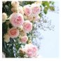300 PCS Seeds Rare Rose Tree Rosa Flower Mini Climbing Rose Tree Mini Colorful Bonsai