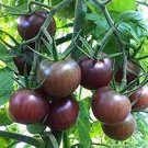 100 PCS Seeds Rare Russian Brown Cherry Tomato Hybrid Fruits