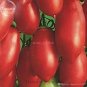 100 PCS Seeds Rare Russian Giant Pertsevidnyy-Pepper Red Long Tomato