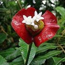 100 PCS Seeds Rare Sexy Red Lip Flower