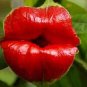 100 PCS Seeds Rare Sexy Red Lip Flower