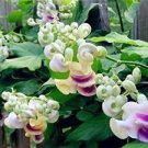 50 PCS Seeds Rare Silla Beautiful Green Snail flower vine