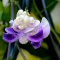50 PCS Seeds Rare Silla Beautiful Green Snail flower vine