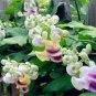 50 PCS Seeds Rare Silla Beautiful Green Snail flower vine