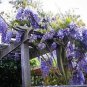 20 PCS Seeds rare sky Blue moon wisteria tree