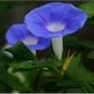 100 PCS Seeds Rare Sky Blue Petunia Seeds Bonsai Flower Annual Morning Glory