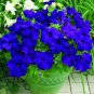 100 PCS Seeds Rare Sky Blue Petunia Seeds Bonsai Flower Annual Morning Glory