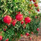 20 PCS Seeds Rare Sochi Dwarf Light Red Yellow Sweet Pomegranate Shrub Fruit 20 PCS Seeds Rare Sochi Dwarf Light Red Yellow Sweet Pomegranate Shrub Fruit