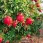20 PCS Seeds Rare Sochi Dwarf Light Red Yellow Sweet Pomegranate Shrub Fruit